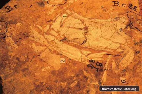 Australian Fossil Mammal Sites (Riversleigh / Naracoorte)