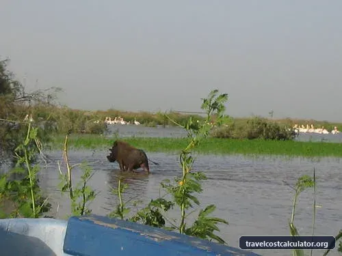 Djoudj National Bird Sanctuary