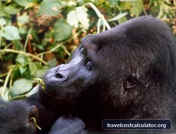 Kahuzi-Biega National Park