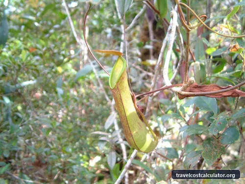 Kinabalu Park