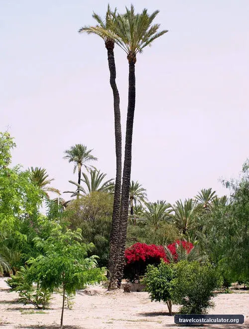 Palmeral of Elche