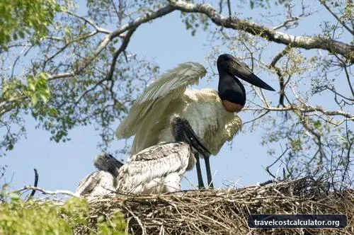 Pantanal Conservation Area