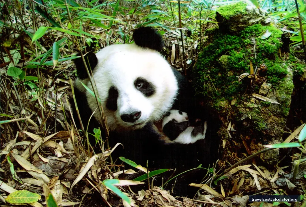 Sichuan Giant Panda Sanctuaries - Wolong, Mt Siguniang and Jiajin Mountains