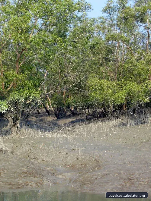 The Sundarbans
